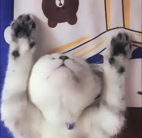 前男友送的猫咪,一到家就睡着了,这睡姿也太可爱了吧

