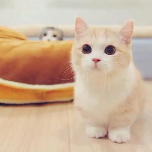 养猫的姑娘
