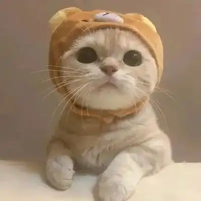猫咪情头,快来拿走猫咪
