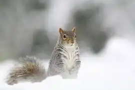 英少年拍松鼠雪中颤抖照获国际大奖