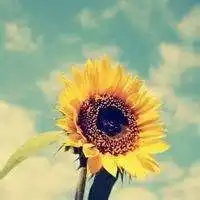 有寓意好的有太阳的微信头像微信头像图片大全