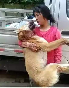 你是否还记的爷爷家门口的那条大黄狗