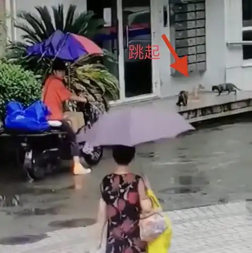 上海一男子当着猫妈妈的面踩踏跺死猫咪幼崽,凶残行径令人发指