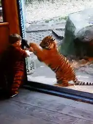 男童扮虎仔与幼虎隔窗嬉戏温馨场景上演人兽奇缘