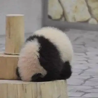 小熊猫可爱又调皮的头像沙雕头男生头像我要个性网
