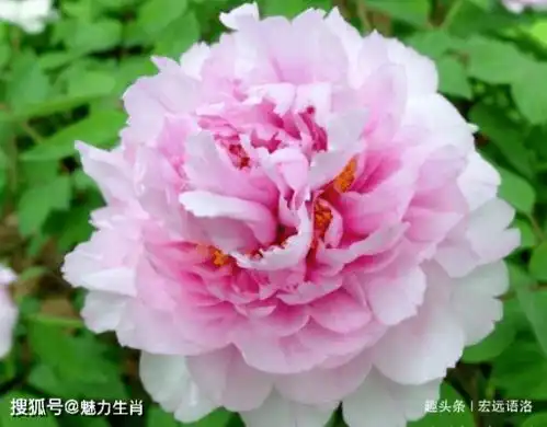 千里共婵娟,只因缘相牵,6月这几个生肖姻缘来了挡也挡不住