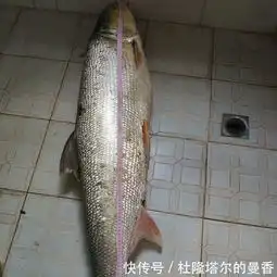 淡水鲨盐城一小河中,竟有巨型黄箭鱼,多位村民曾目击它捕鱼吃