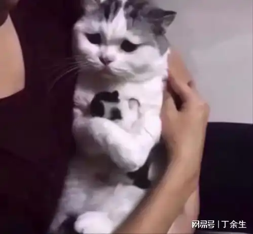 男朋友爱撸猫不爱我怎么办猫猫的表情也太搞笑了吧,哈哈
