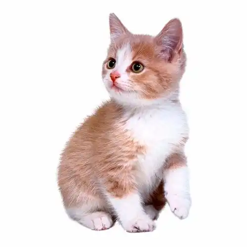 很多人说男人不能养猫,你觉得呢
