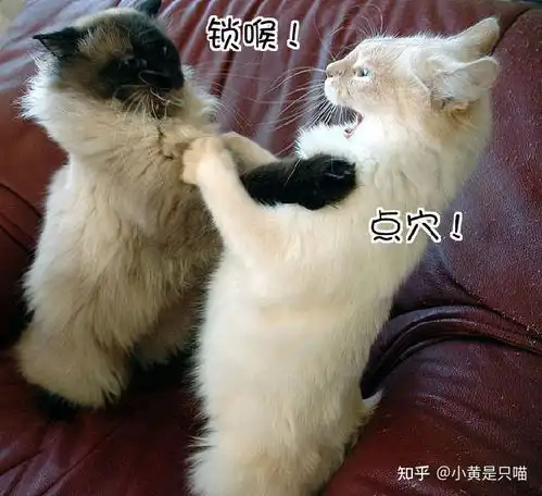 两只猫咪打架,需要劝架吗过来人告诉你答案