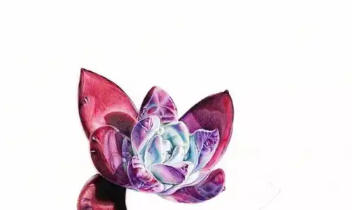 多肉画法彩铅笔画多肉彩铅画教程步骤图详细附彩铅全套视频教程