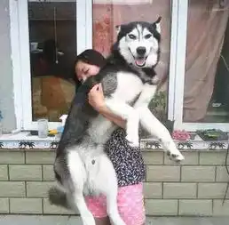 养了狗的妹子,还需要男人吗