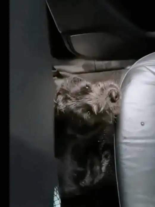 忧郁的流浪狗看了男生一眼,瞬间让他破防了,收养后变成黑老大
