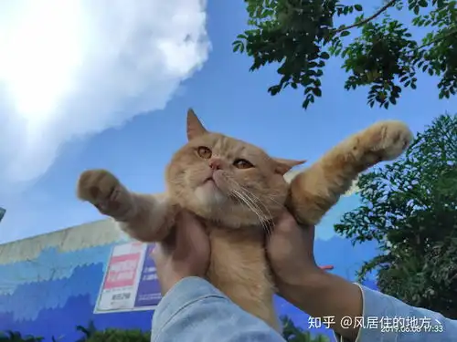 有没有抱猫的男生头像