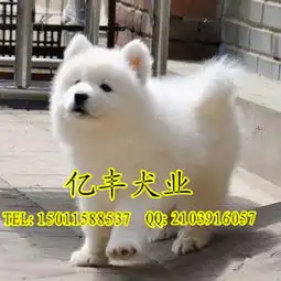纯种萨摩好养吗纯种萨摩好养吗纯种萨摩价格