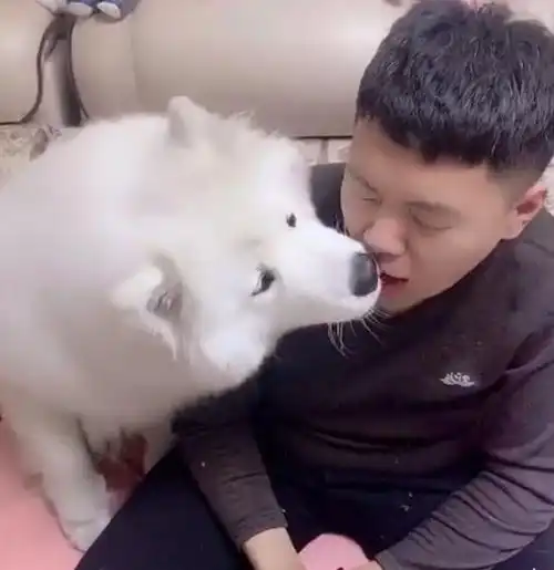 萨摩耶撒娇......