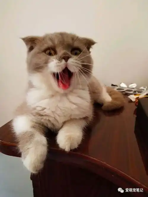 猫咪走丢后孕妇伤心欲绝,直到养了这只英短猫后,结局让人暖心