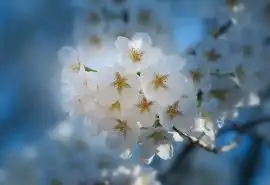 手控