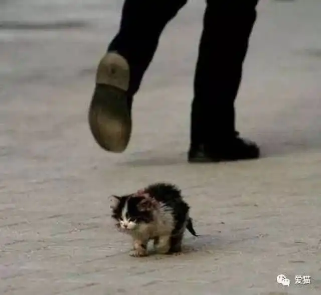 你听说过弃猫效应吗看哭了...