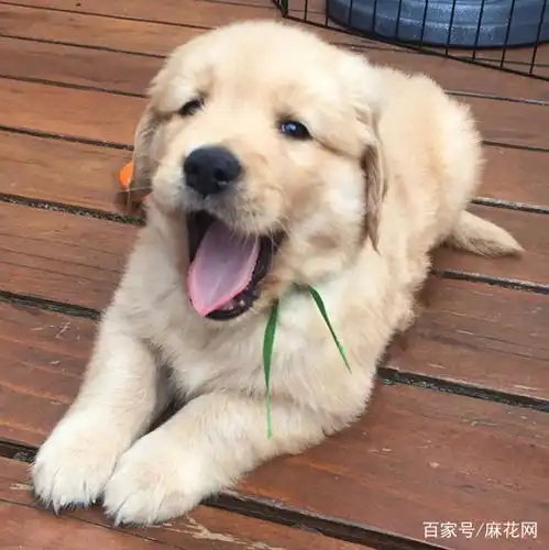 轻松一刻有一天回家晚了,媳妇给我端出一锅热气腾腾的炖鱼