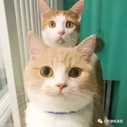 沙雕头像,抖音超火的头像
