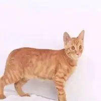 用橙色猫做头像的男生微信头像图片大全
