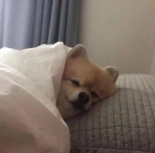 09.09小头像壁纸
