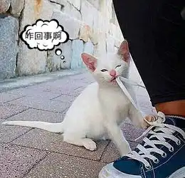 男子蹲下系鞋带,发现脚边有点奇怪,这是什么新型钓猫操作