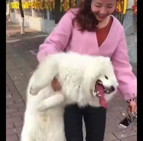 萨摩耶撒娇不愿意回家,女主人单手就将它夹起来了,女汉子啊