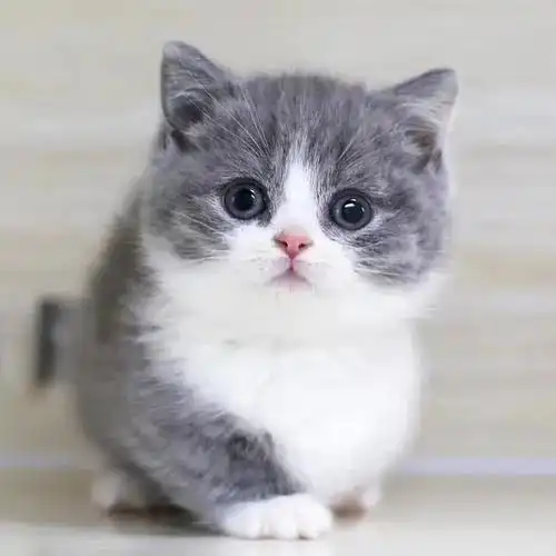 猫咪的眼睛为什么有多种多样的颜色为你揭秘神奇的猫眼