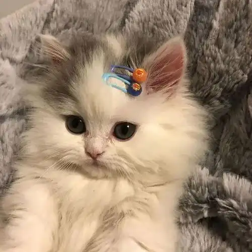 这才是猛男该看的图片
