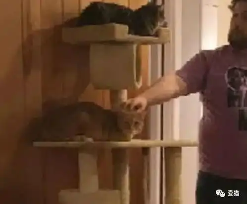 你听说过弃猫效应吗看哭了