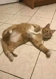 被抛弃过的橘猫在找到新主人之后,它的行为让人泪目...