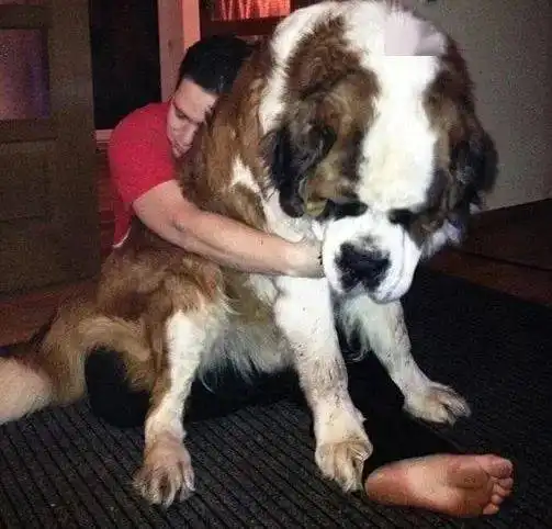 又是一条凭本事找到自己铁饭碗的犬,我是来地球凑数的吗...