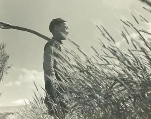 少年麦收,多少人梦中的情景1939年日寇在天津杨村拍摄的麦收