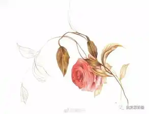 彩铅手绘花卉
