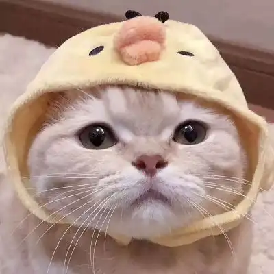 猫系列的情侣头像一左一右2020年两个猫咪的情头超萌版

