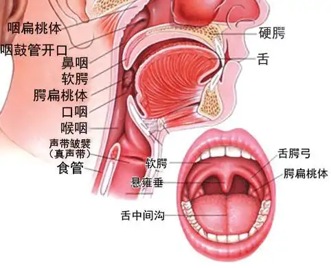 首大石萍宝宝扁桃体发炎,如何进行家庭护理
