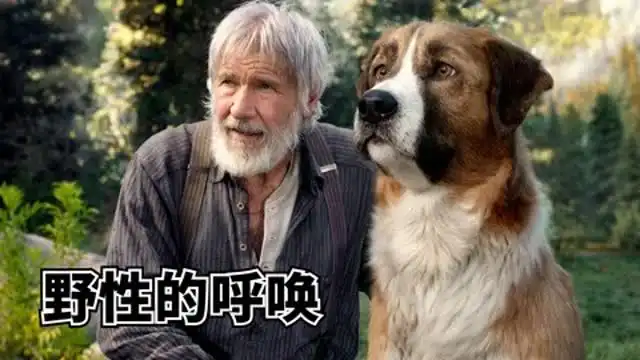 小狗为了报恩,经历了五世轮回只为见最初的主人