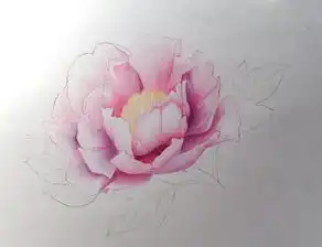 彩铅教程画一朵盛放的牡丹花,超详细