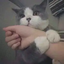可爱猫咪表情包,快拿去撩小姐姐001
