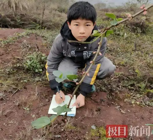 四川13岁男孩手绘中草药走红,父亲从未教他画画