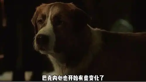 野性的呼唤巴克从一只富家犬沦落为一只雪橇犬的痛苦经历