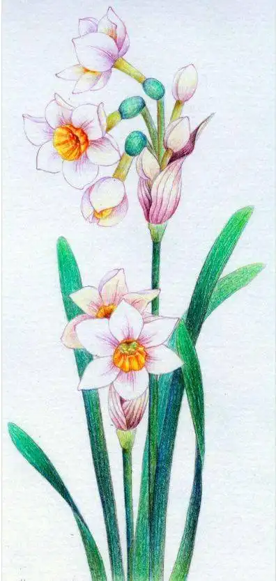一波彩铅手绘花卉,太美了