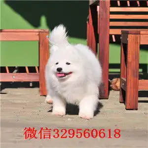 长春哪里有卖萨摩耶幼犬疫苗齐全包健康包养活
