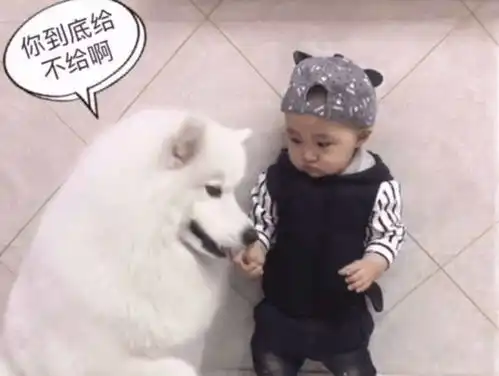 萨摩耶为了吃,竟在小主人手里抢,小主人一个动作狗狗撒娇了