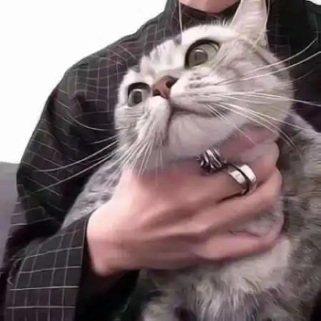 小猫情侣头像超萌一对,这小猫直接是太逗乐了
