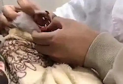 用砖头砸流浪猫的13岁小男孩遭狠批这样合适吗