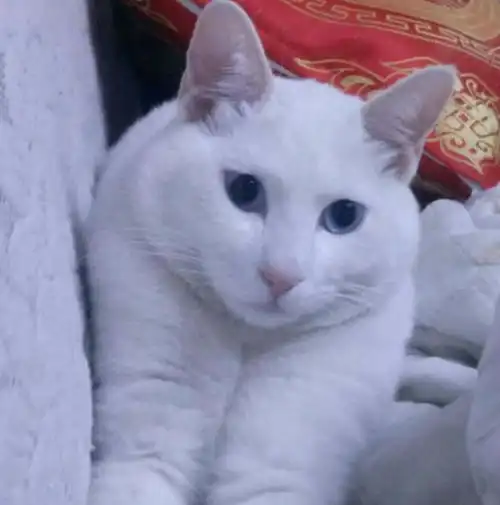 美女外出将猫咪寄养在男友家,一个月后回来接它时,气得狂揍男友
