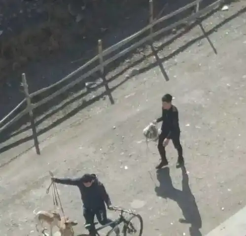 吉林两男子教唆猎犬攻击宠物狗,场面残忍血腥,而且,不是第一次这么干
